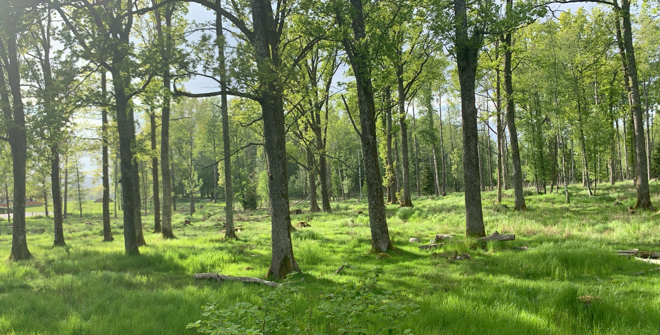 Et gressområde med trær i