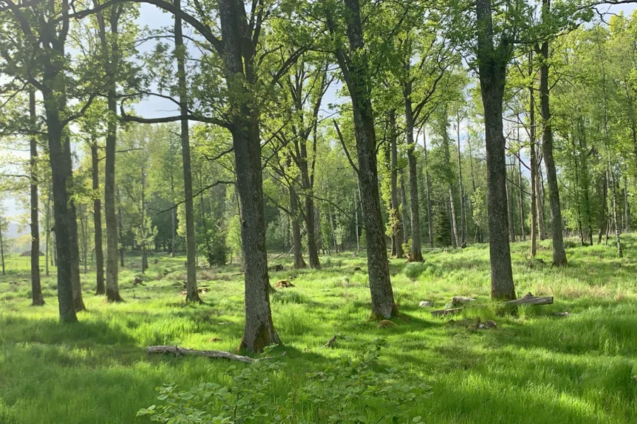 Et gressområde med trær i
